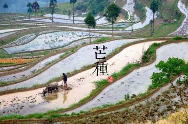 【二十四節氣養生篇】芒種：謹防梅雨傷